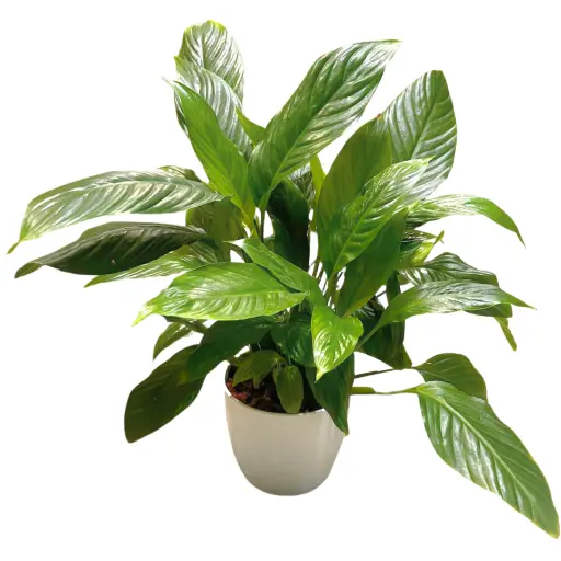 Planta spathiphyllum sensacion